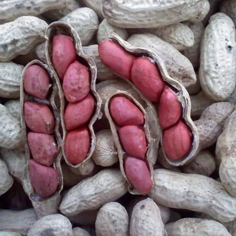 Peanuts, Tennessee Red – Heirloom Seeds – Valencia – 25 seeds