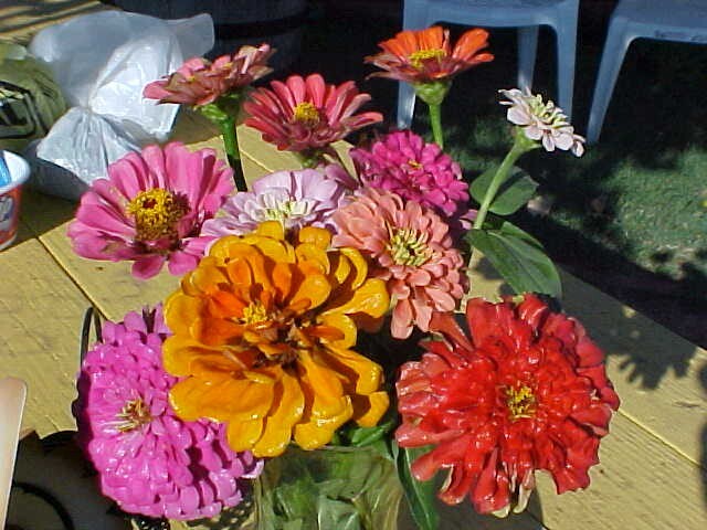 8-OZ SEEDS CALIFORNIA ZINNA ZINNIA FLOWER SEED MULITCOLOR OLD FASHION FAVORITE