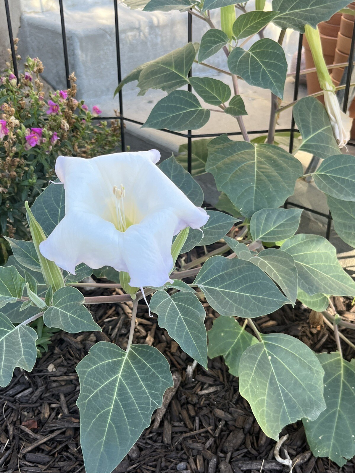 DA01: Sacred Datura Seed 30 Ct Cold Hardy Wildflower Datura wrightii