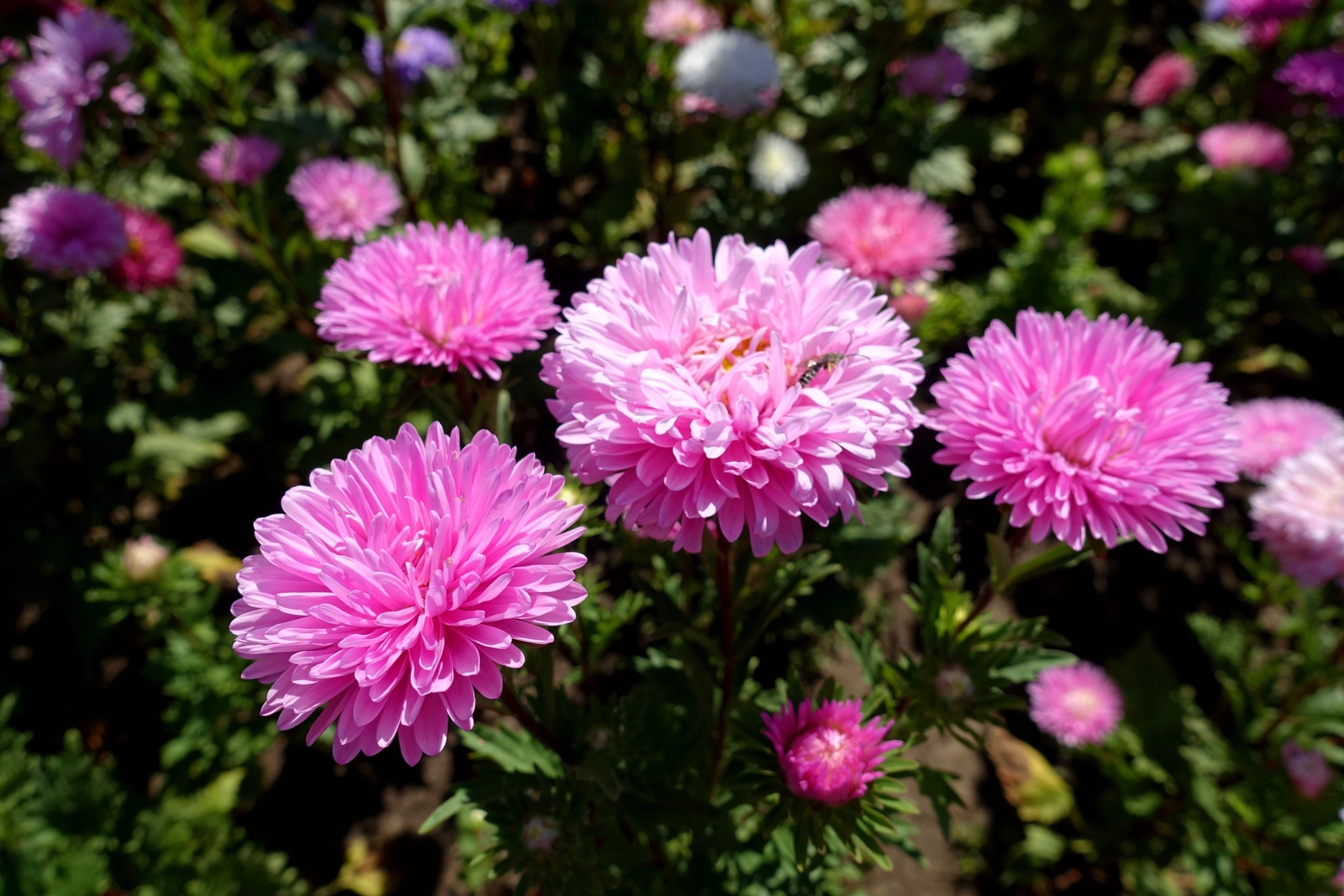 30 DUCHESS PINK PAEONY ASTER French Peony Callistephus Flower Seeds *Comb S/H