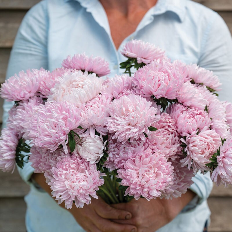 Soufflé Light Pink China Aster: 25 seeds