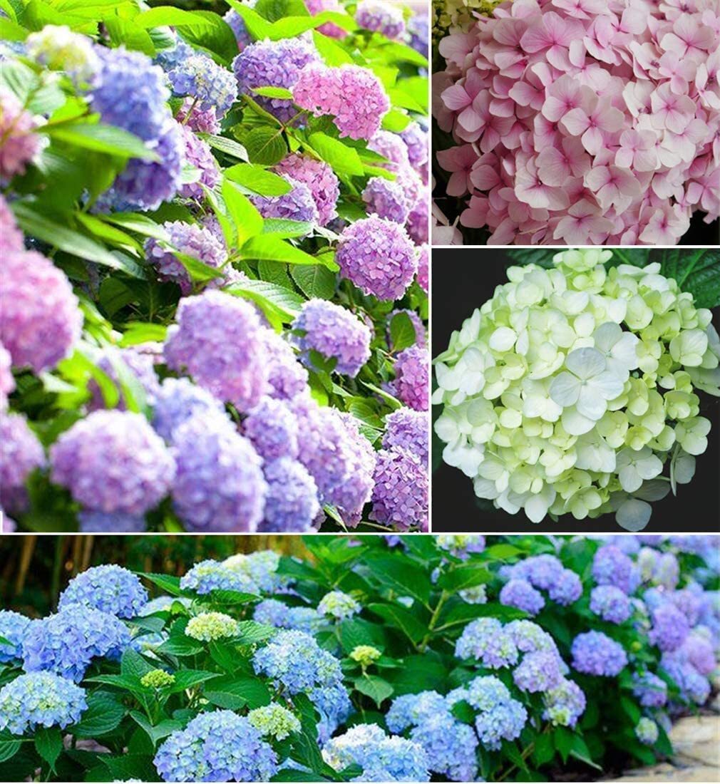 Hydrangea Flower Seeds, Mixed Color (100 Seeds) – Easy to Grow, Large Colorful B