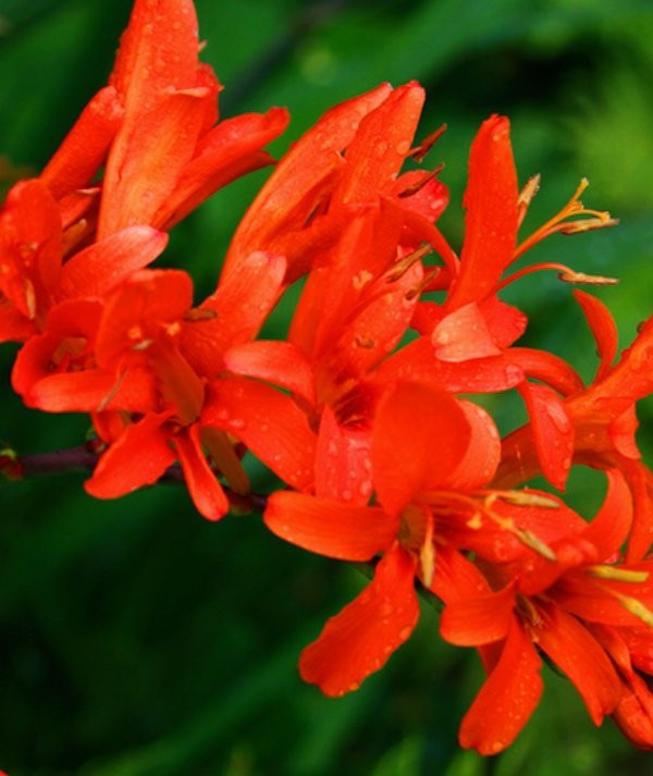 3 Crocosmia Lucifer Flower BULBS – Attracts Hummingbirds *Spring Planting
