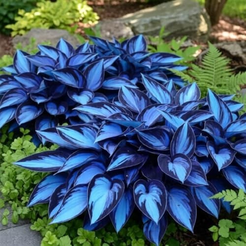 220+ Hosta Seeds Blue Perennial for Planting,Hosta Seeds Blue and Black….