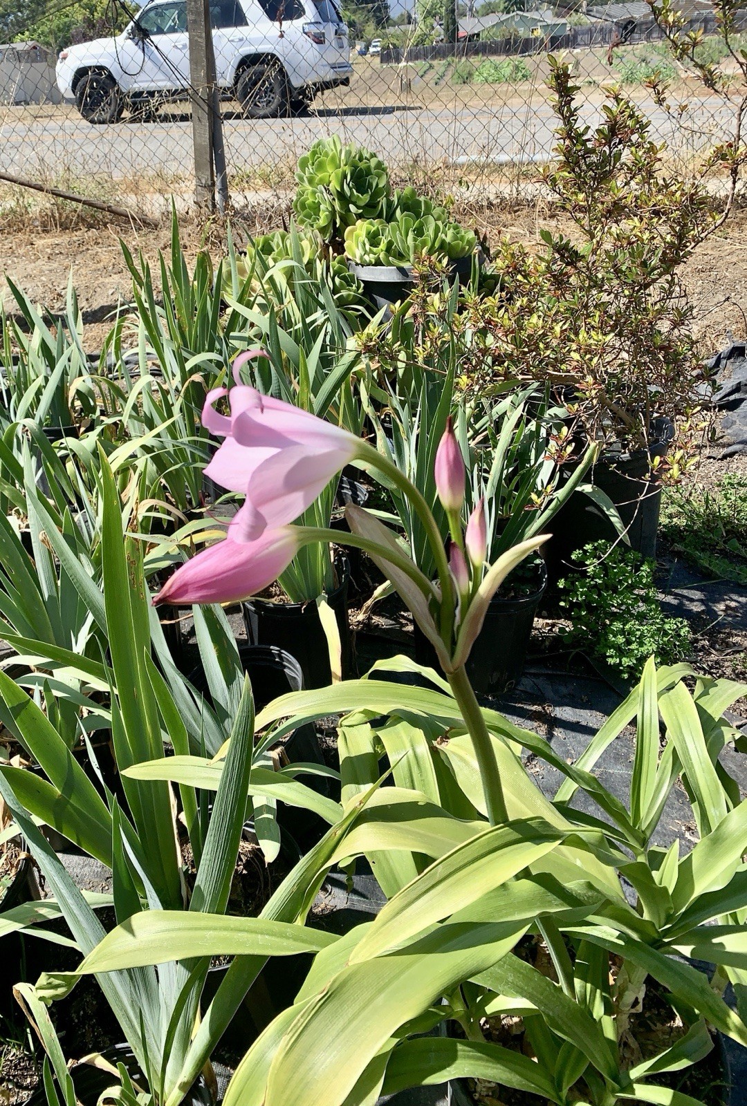 Crinum x Powellii Pink California Lily 1 Jumbo 4-5” Blooming Age Bulb Fragrant