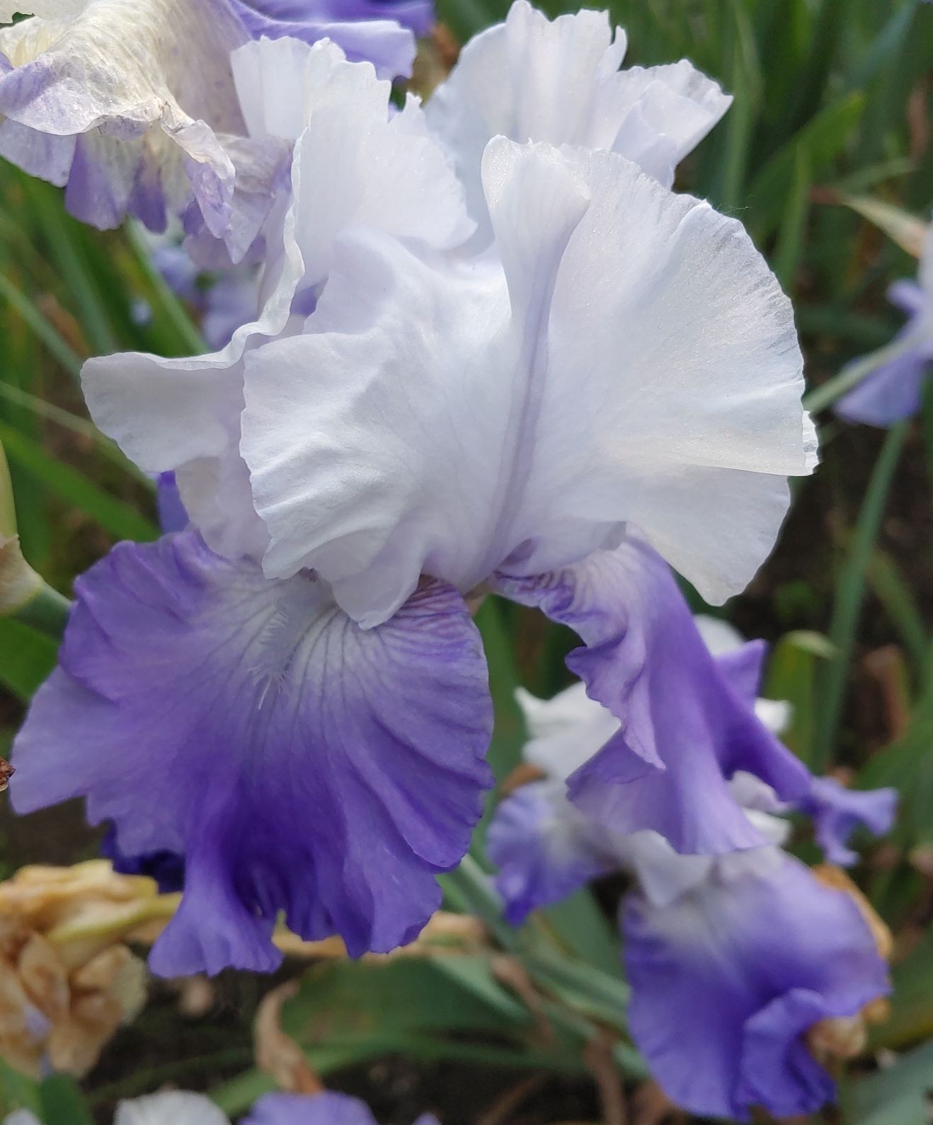 ‘October Sky’ ‘Tall Bearded Iris Rhizome PRE-SALE to Ship Aug/Sept
