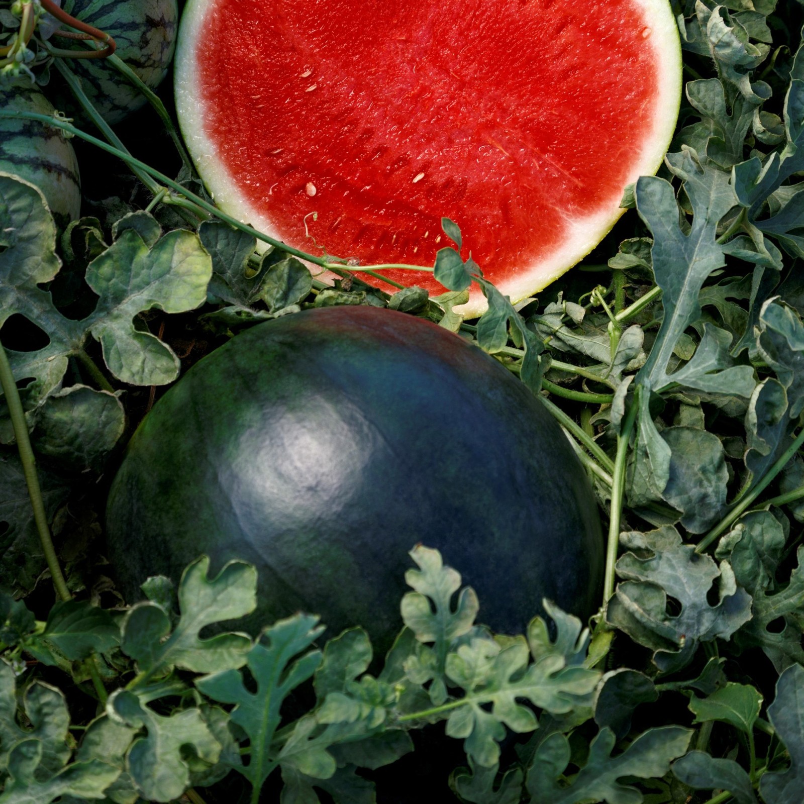 40 Organic Heirloom Sugar Baby Watermelon Seeds – Sweet Garden Classic 6-10 LBs