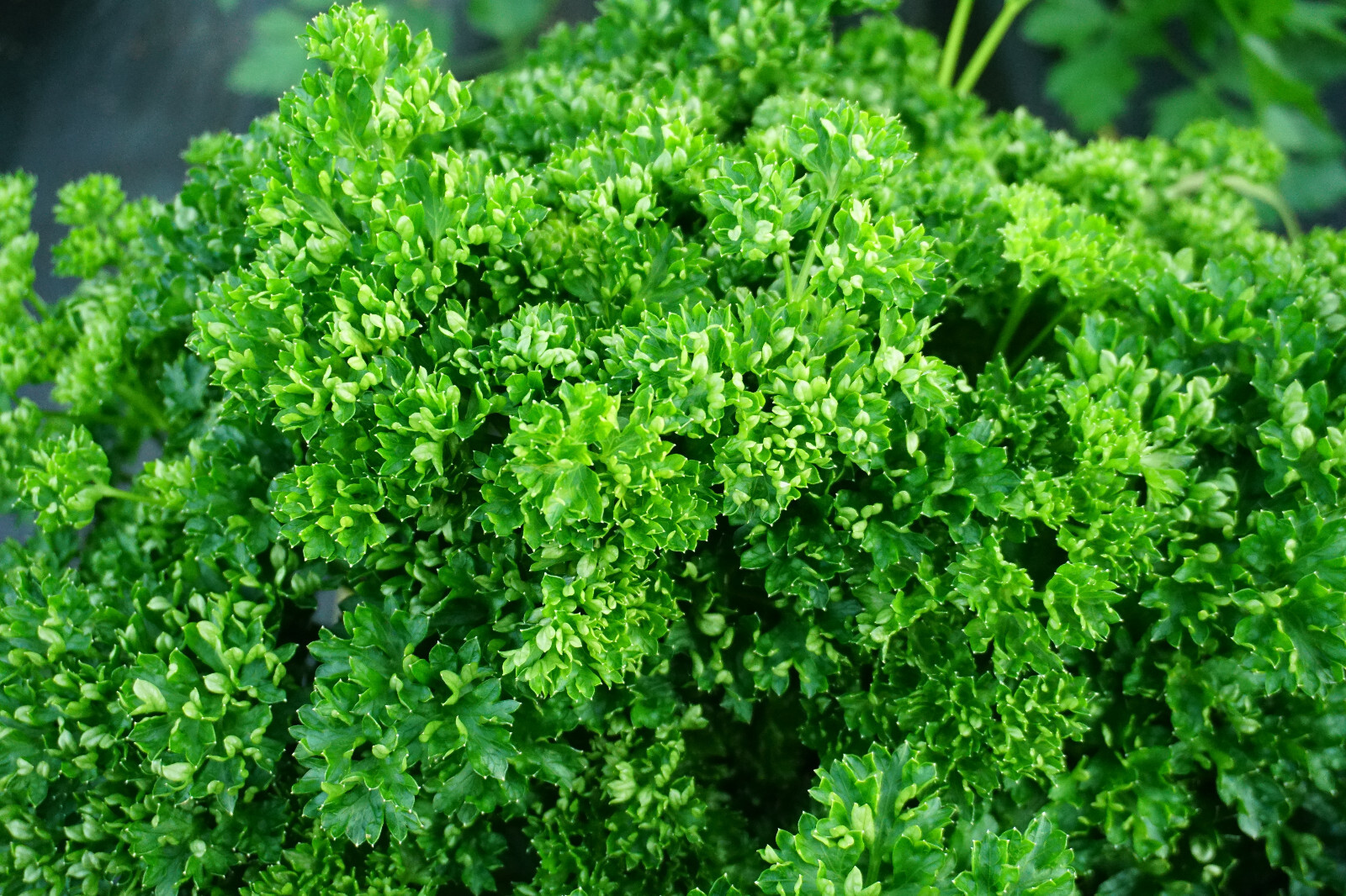 1500 TRIPLE CURLED PARSLEY Petroselinum Hortensis Herb Vegetable Seeds *Comb S/H