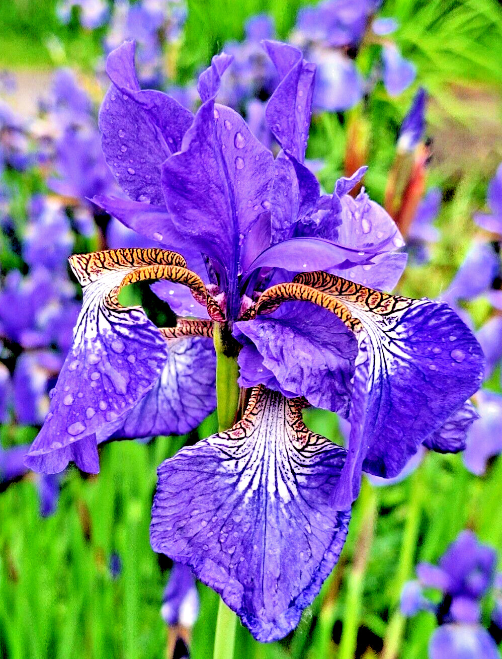 LAVENDER-BLUE SIBERIAN IRIS 100 SEEDS, IRIS SIBIRICA WILDFLOWER MEADOW POND LAKE