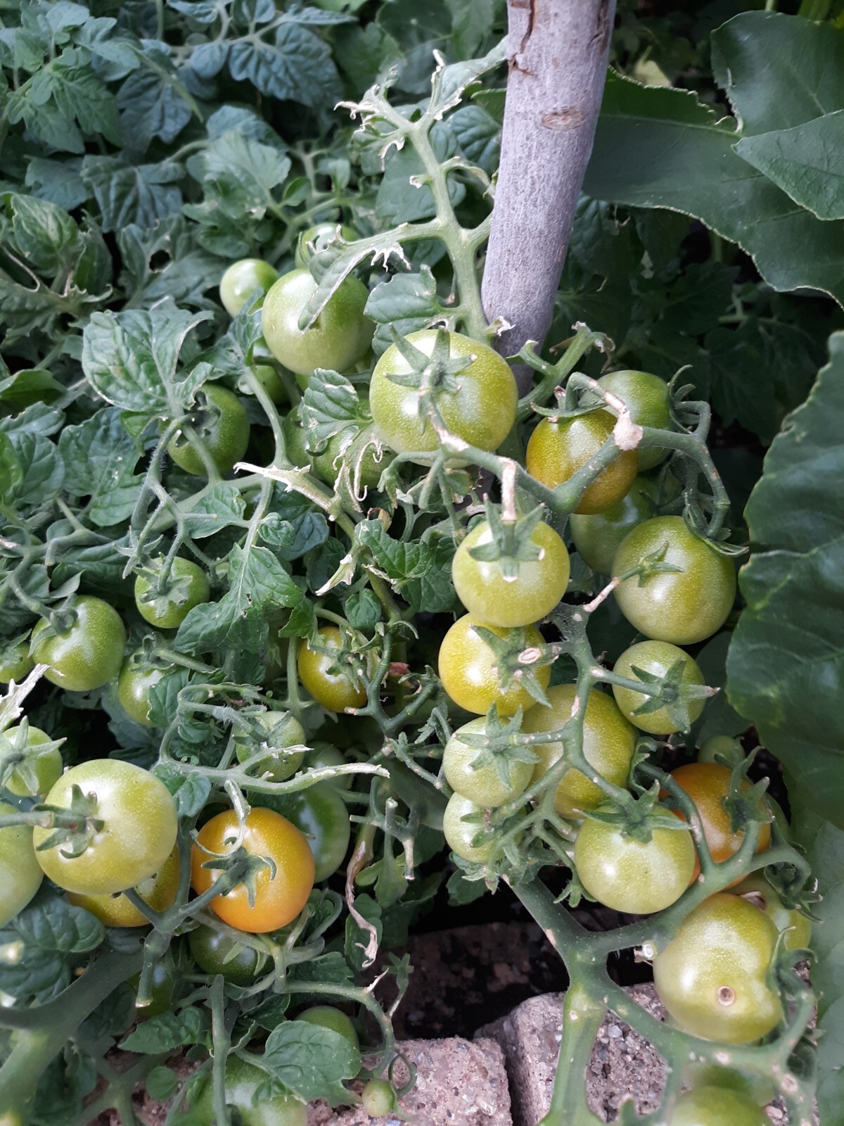 Heirloom Red Robin Tomato Seeds Micro-Dwarf Container, Hydroponic, 25 seeds