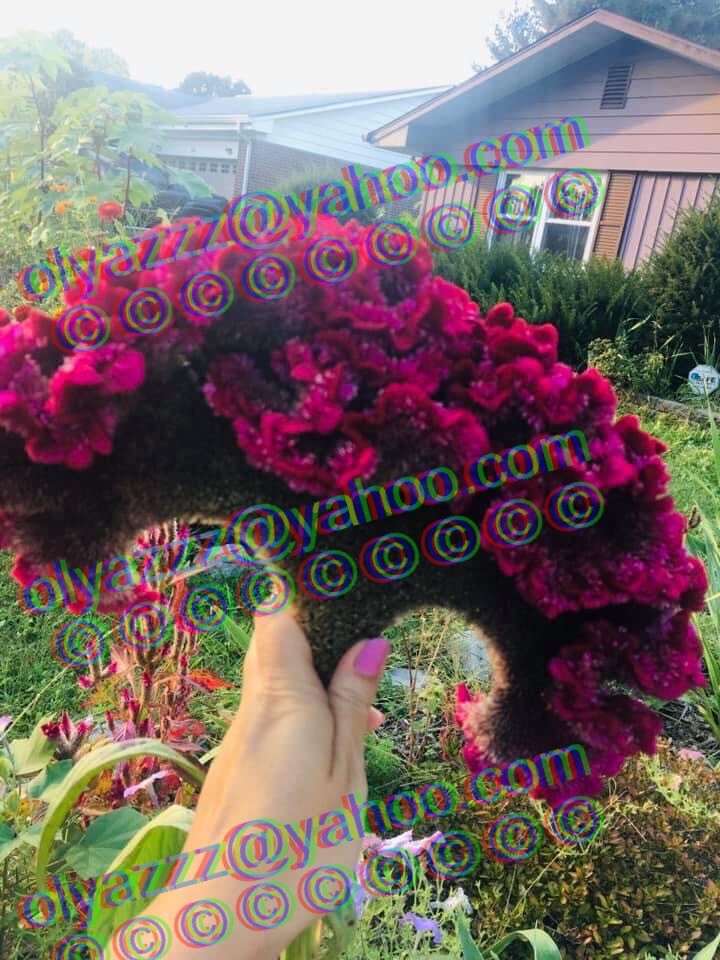 100+FRESH Giant Fuchsia Cockscomb Celosia Seeds (Celosia Cristata) Flower