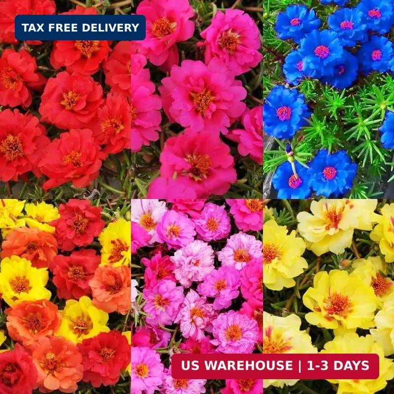 20000+ Moss Rose Flowers Seeds for Planting Outdoor-Portulaca Grandiflora Rose O