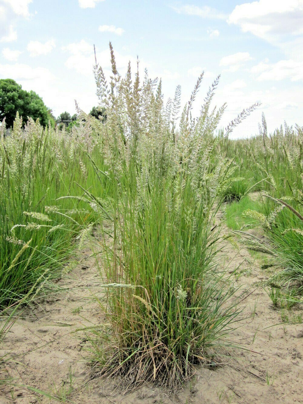 501+PRAIRIE JUNE GRASS Seeds Native Ornamental Drought Heat Cold Container Easy
