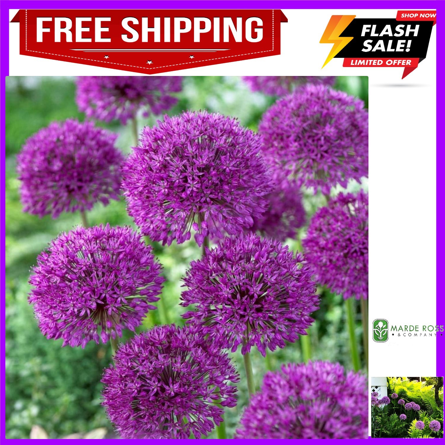 Allium Bulbs for Planting – 3 Large Bulbs – Purple Sensation Plant 30″- Alliu…