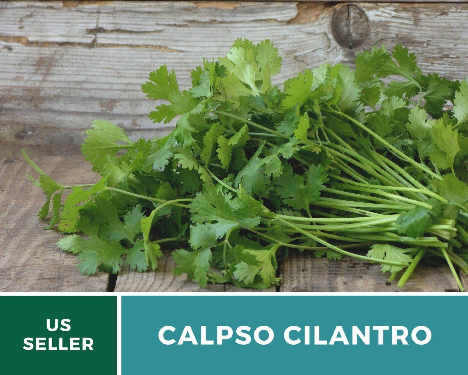 Cilantro (Coriander), Calypso – Heirloom Seeds – Culinary & Medicinal Herb