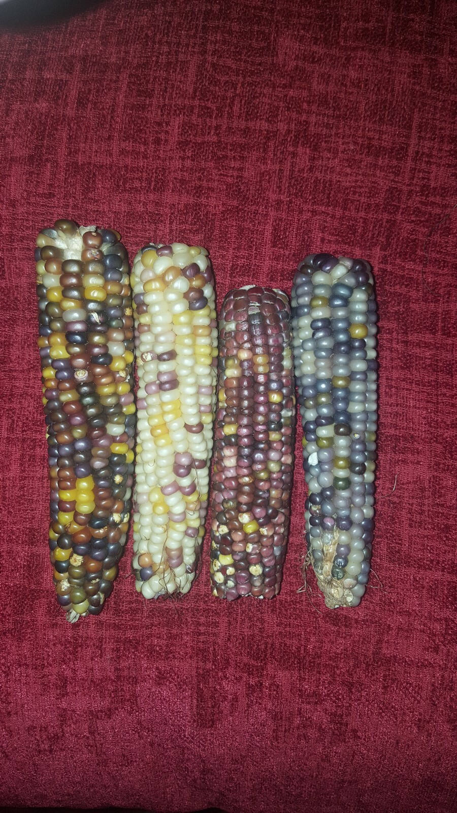 50 Cherokee Glass Gem Corn Seed, Kentucky Grown, USA, Non GMO 2019 crop.