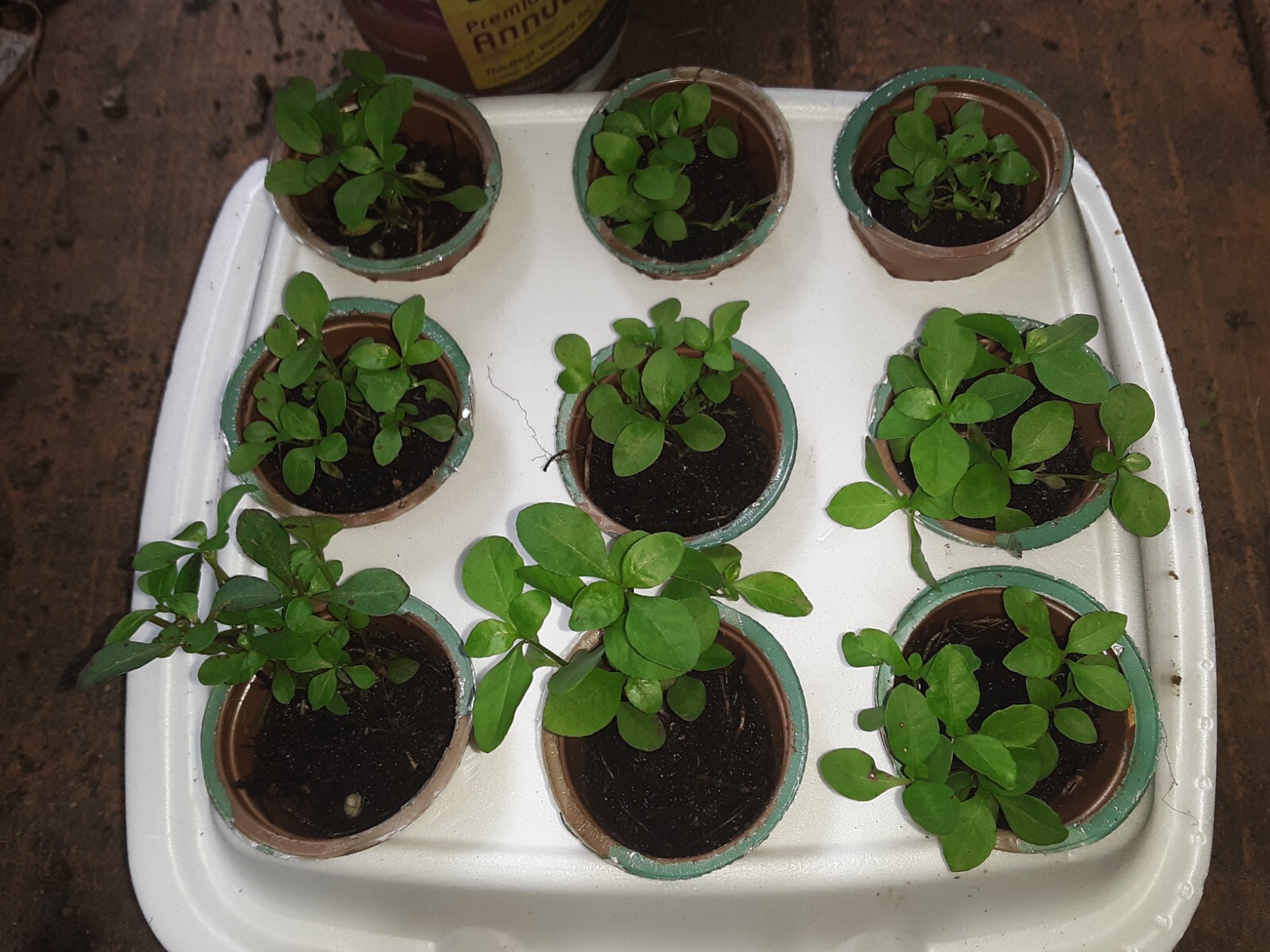 200+Sessile Joyweed/Ponnanganni/Mukunuwenna/Dwarf Copperleaf/Alternanthera Seeds