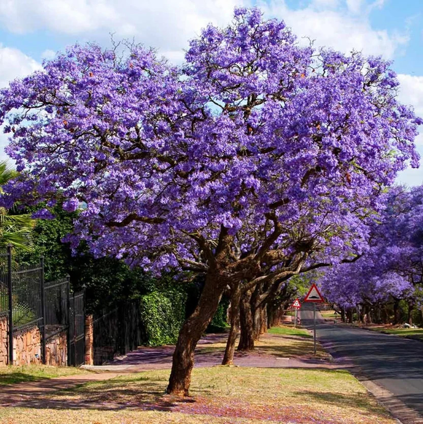 Jacaranda Purple Tree Seeds | Lavender Blue Flower Tropical Plant Tree Seed 2024