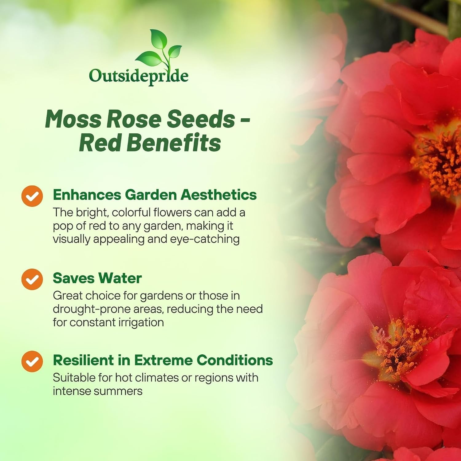 Vibrant Red Moss Rose Flower Seeds – 5000 Pcs, Easy to Grow & Drought Resistant