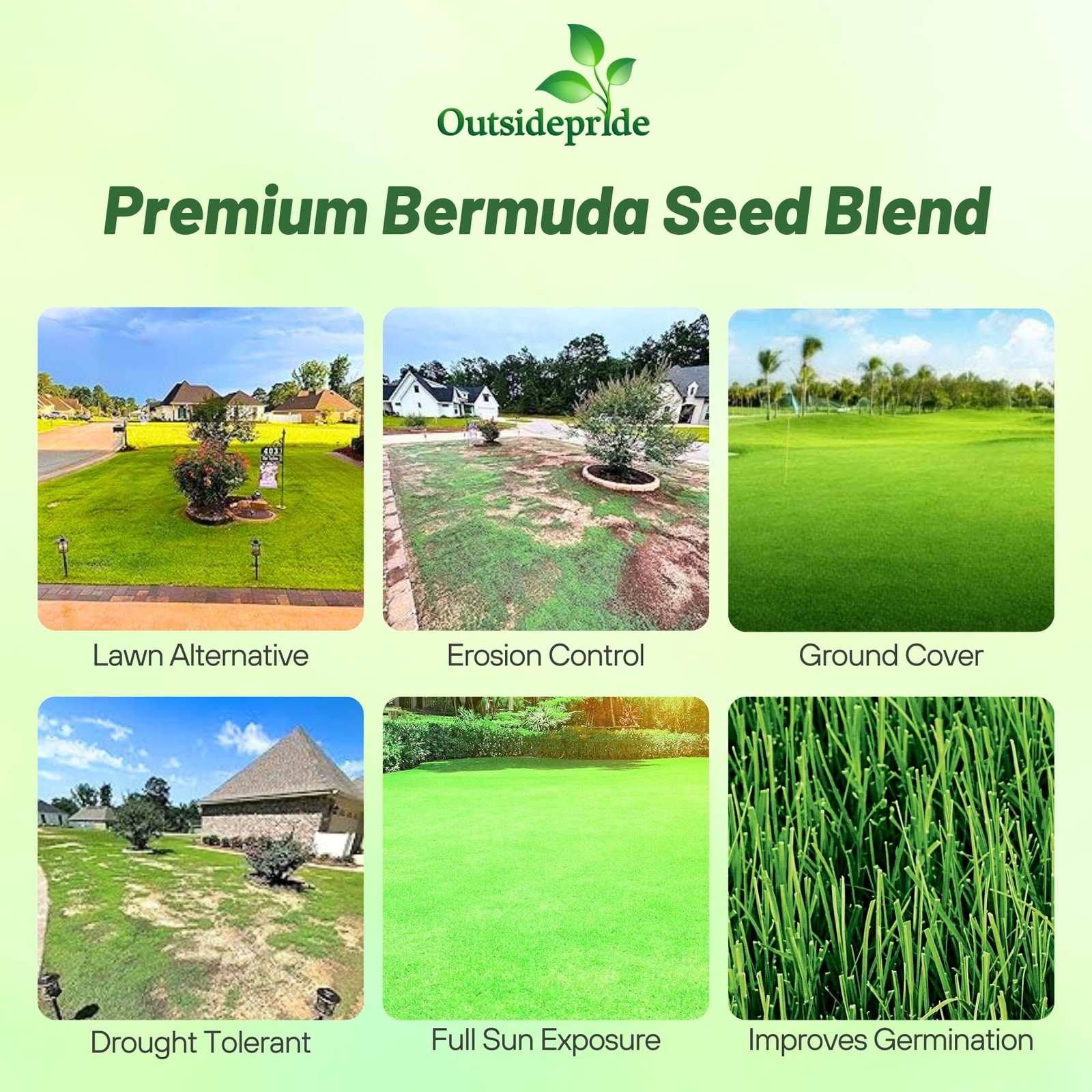Bermuda Grass Seed 10 lb Warm Season Heat Resistant Drought Tolerant Oasis High