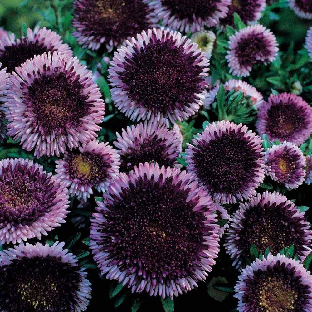 1000 Seeds Aster Seeds – Aster Callistephus Tall Pompon Blue Moon Flower Seed
