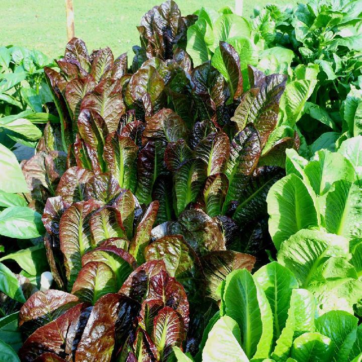 Red Romaine Lettuce Seeds, Caesar Salad, NON-GMO, Variety Sizes, FREE SHIPPING
