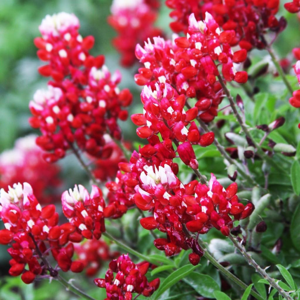 1000+ Perennial Red Texas Bluebonnet Seed-Texas Lupine Flower for Planting Grow