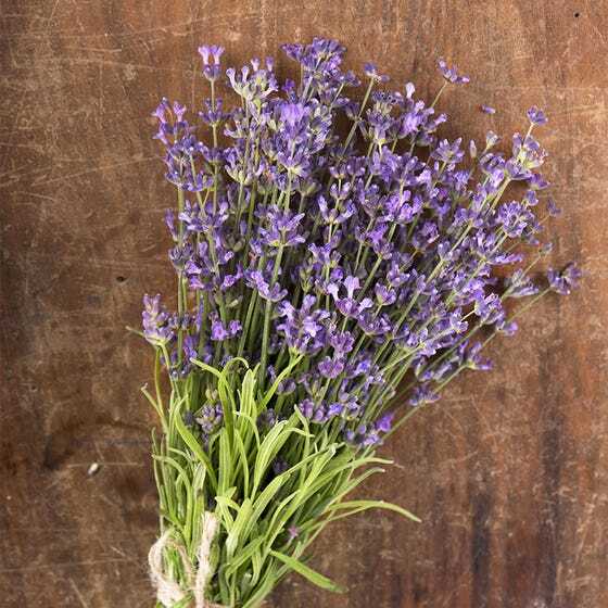 True LAVENDER English Fragrant Flowers Perennial Medicinal USA Non-GMO 200 Seeds