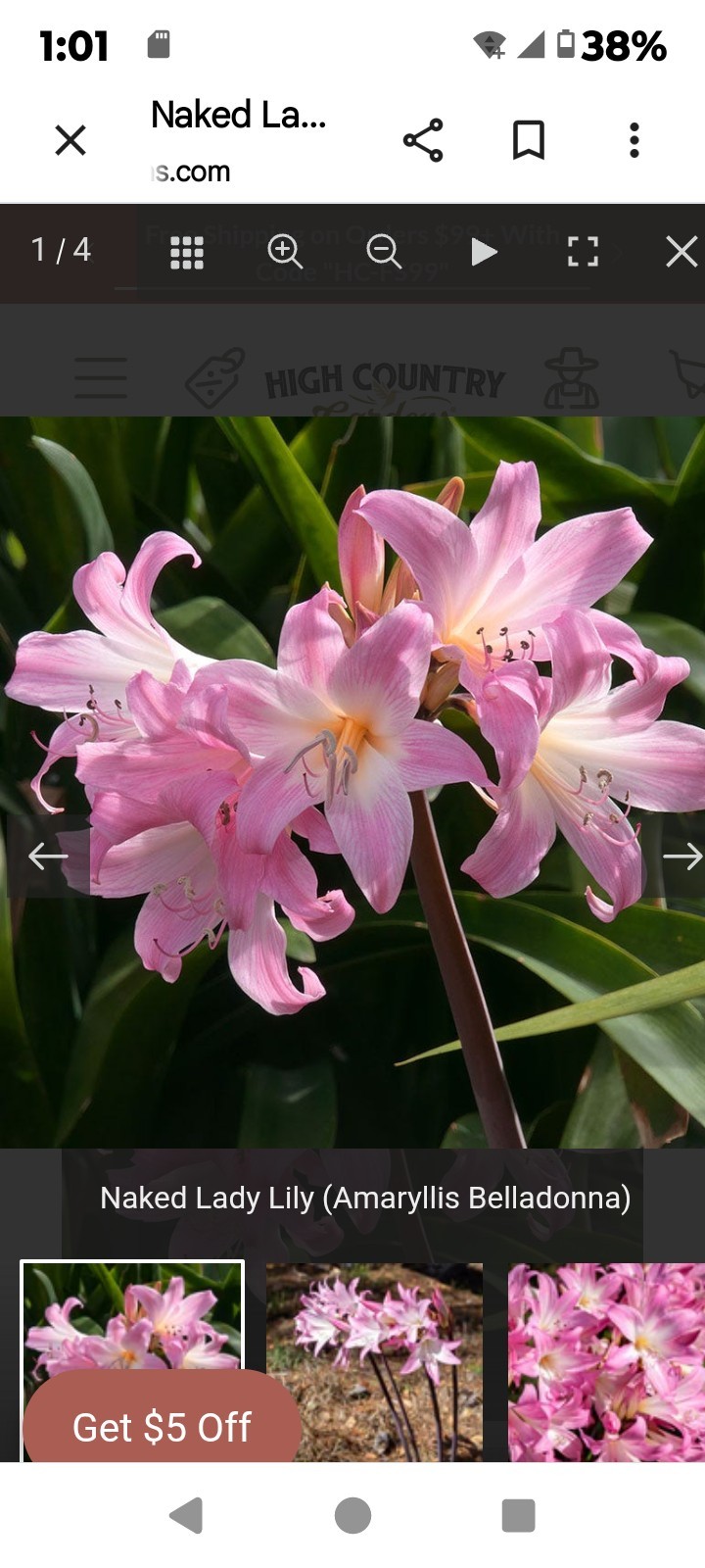 3 Lycoris Squamigera Bulbs (Surprise Lily / Naked Lady) FREE SHIPPING