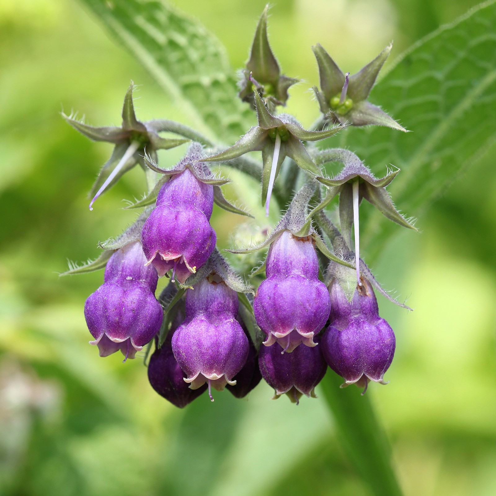 Comfrey Seeds – 100 Pcs. Perennial, Drought-Tolerant Low Maintenance, Herb S…