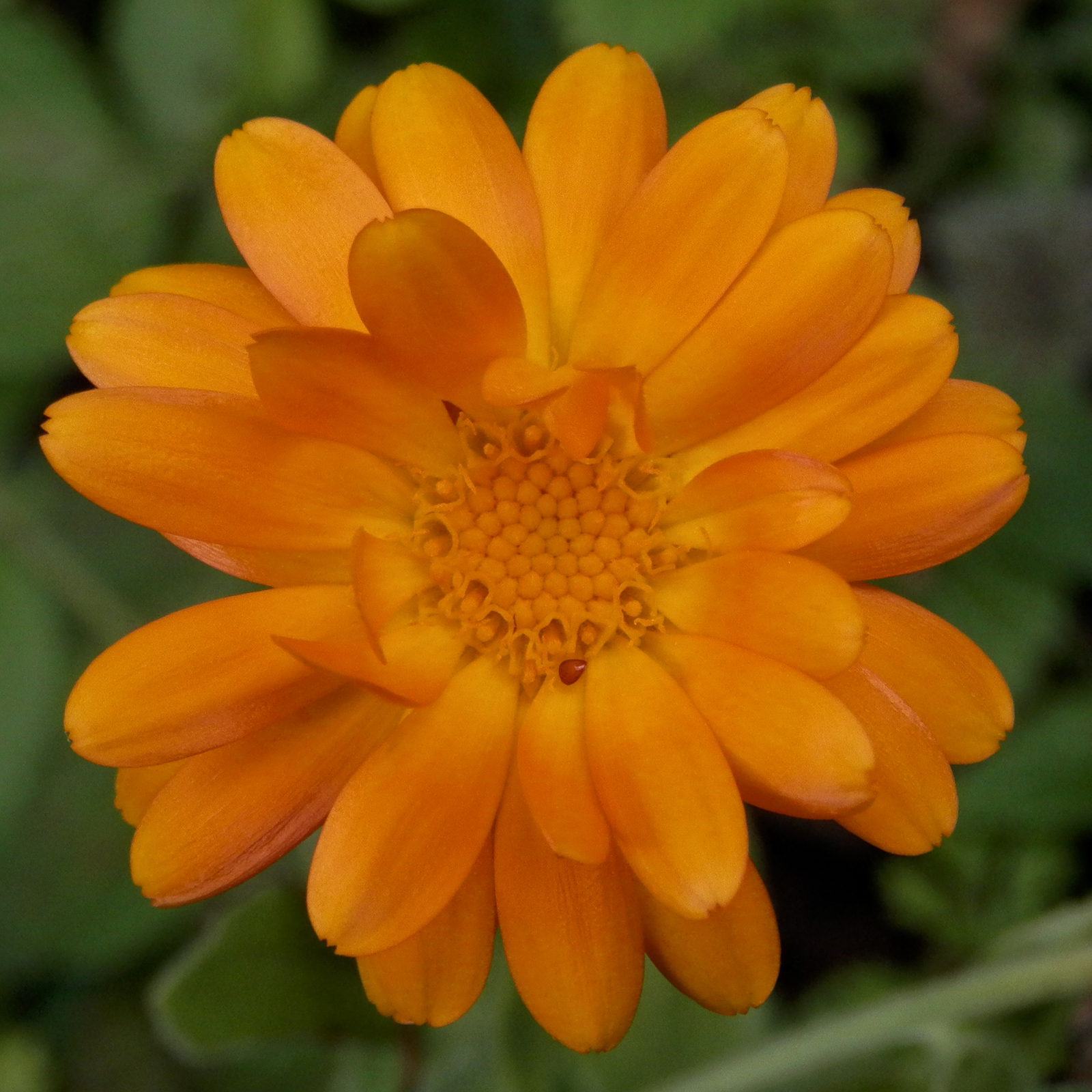 2,000 CALENDULA OFFICINALIS Seeds (Pot Marigold) | NON-GMO | Free shipping