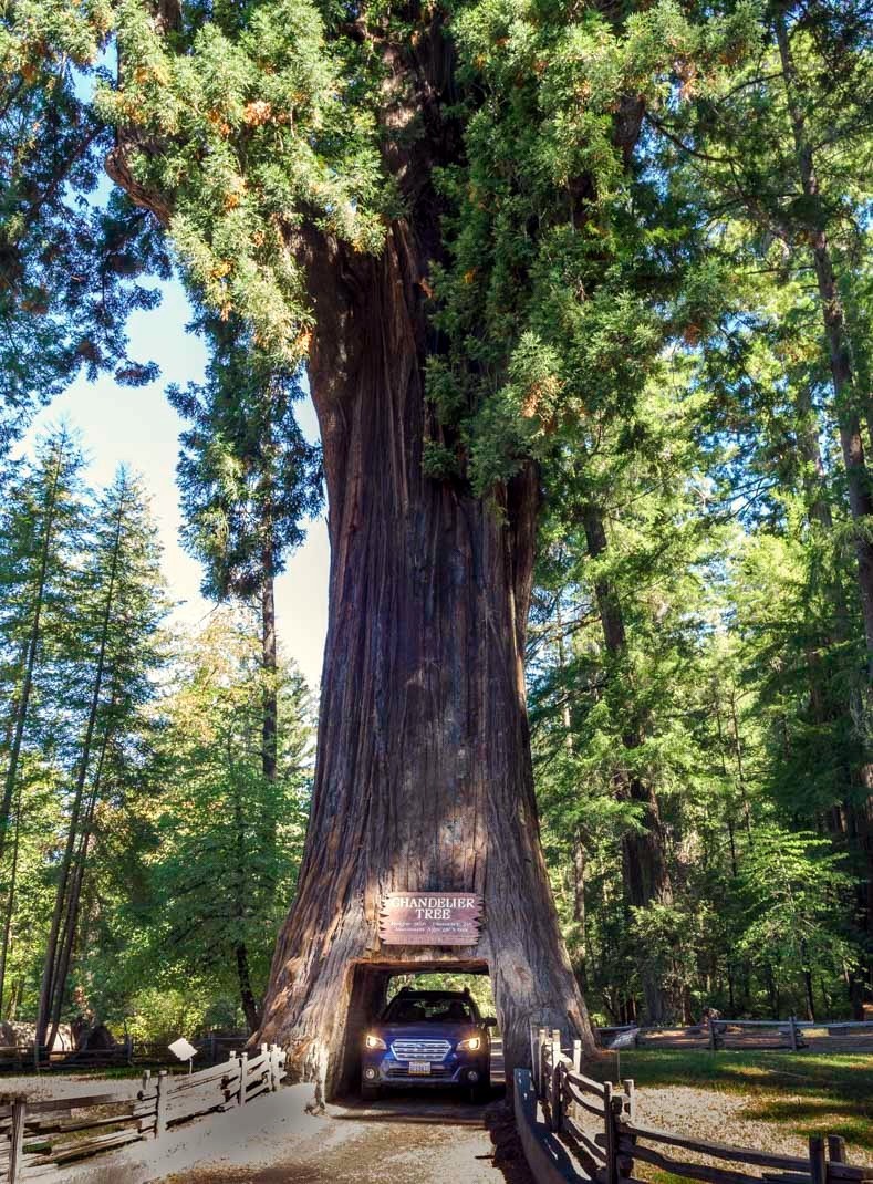 California Coast Redwood Seeds Giant Sequoia Bonsai “TALLEST TREE in the WORLD!”