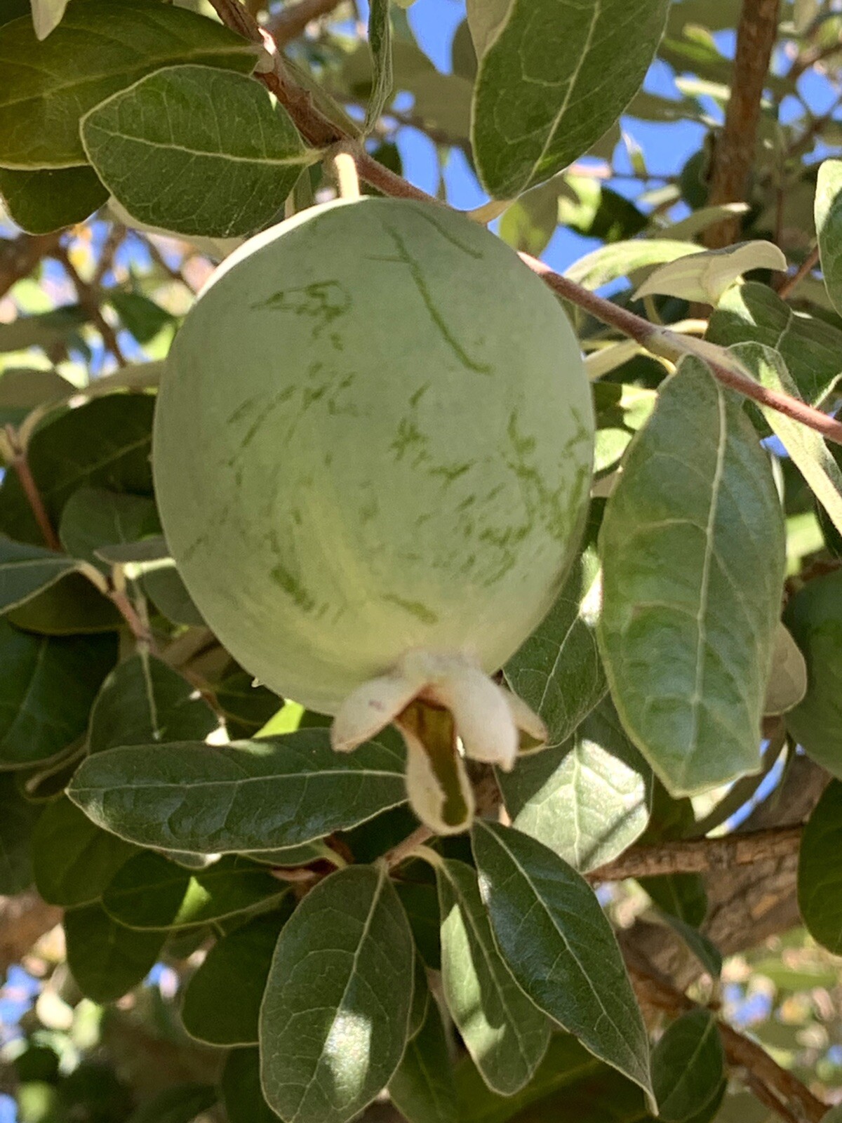 Feijoa Sellowiana, Pineapple Guava – 40 Seeds 2023 – USA