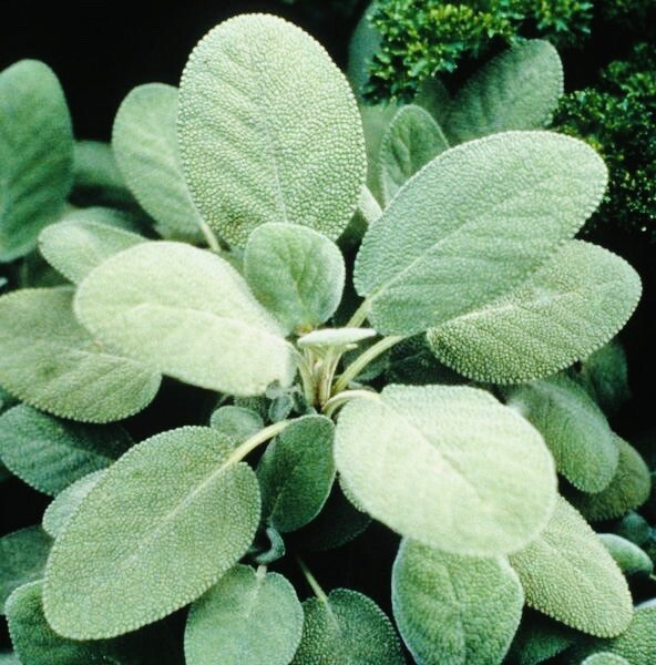 CULINARY SAGE HERB SEEDS NON GMO FRESH HARVEST FREE SHIPPING