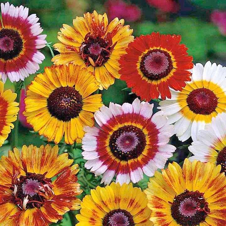 201+CHRYSANTHEMUM Painted Daisy Mix Seeds White Purple Red Yellow Patio/Garden