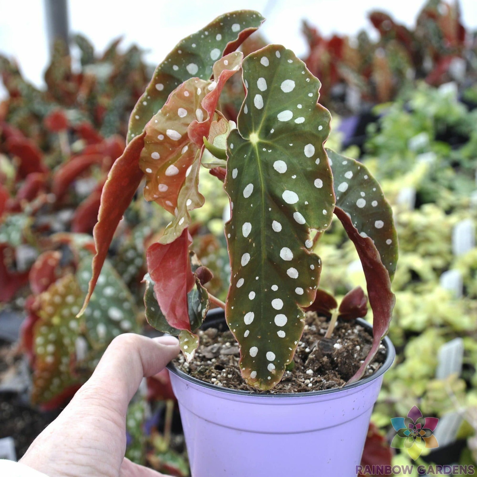 25+ Angel Wing Begonia Seeds for Garden Planting – USA – FREE SHIPPING!