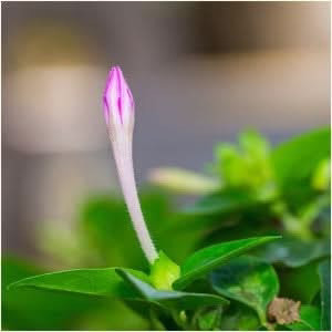 Pink Four O’ Clock Seeds For Planting (Mirabilis jalapa)