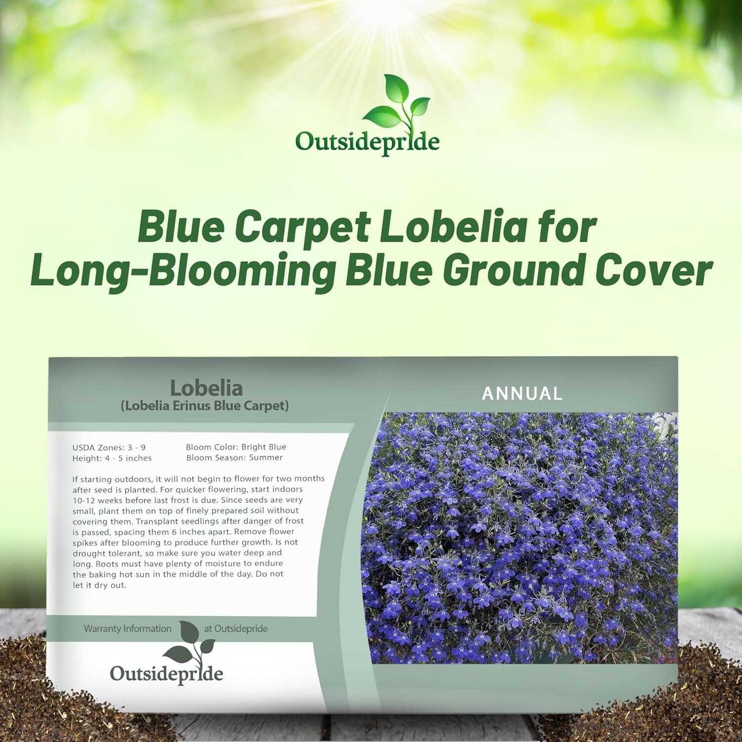 10000 Seeds Lobelia Seeds – Lobelia Erinus Blue Carpet Ground Cover Seed