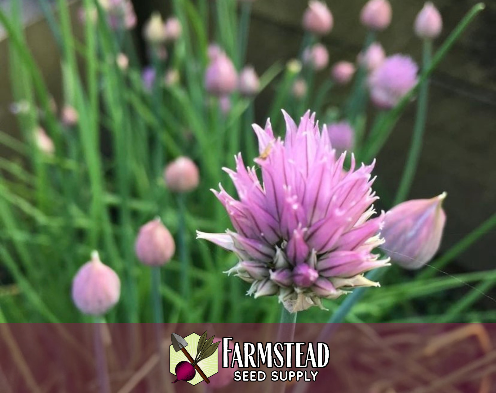 2,250+ Common Chive Seeds | Perennial Garden Herb, Allium schoenoprasum