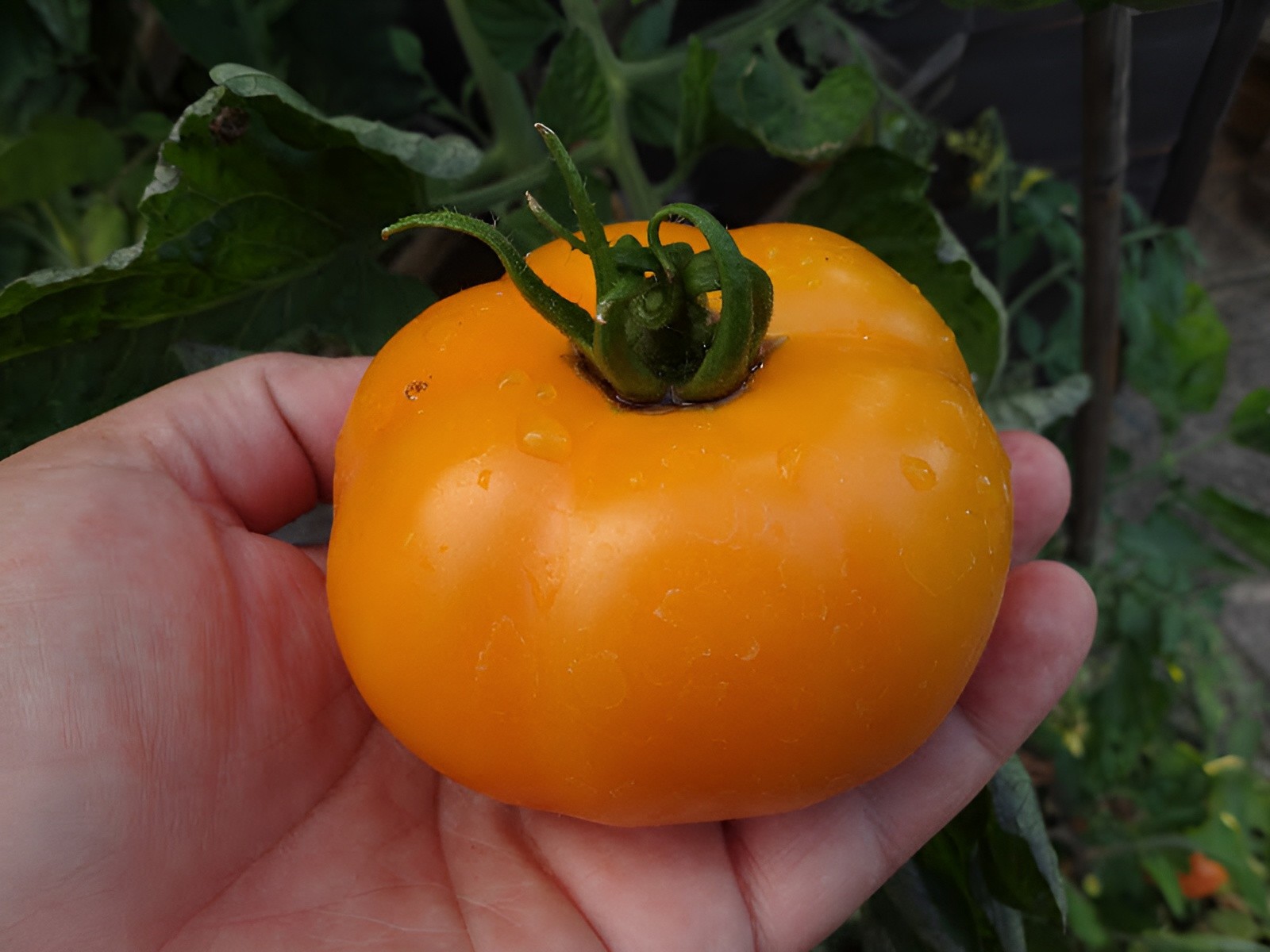 125 Heirloom Golden Jubilee Beefsteak Tomato Seeds Indetermninate – AAS Winner