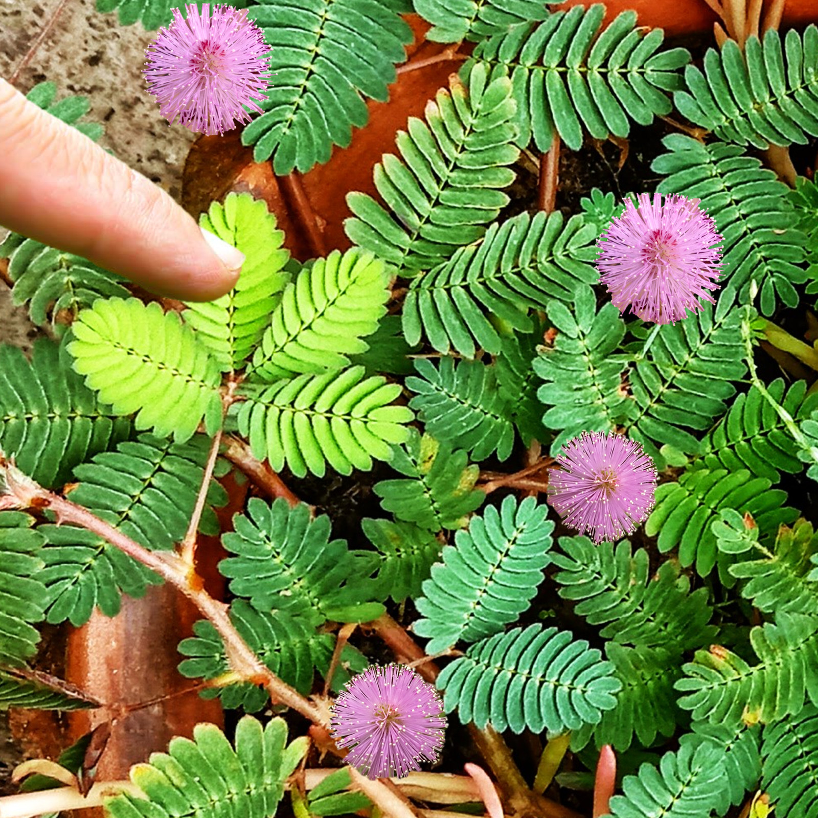 Sensitive Plant (Shameplant) Seeds – For 2025 Planting React To Touch