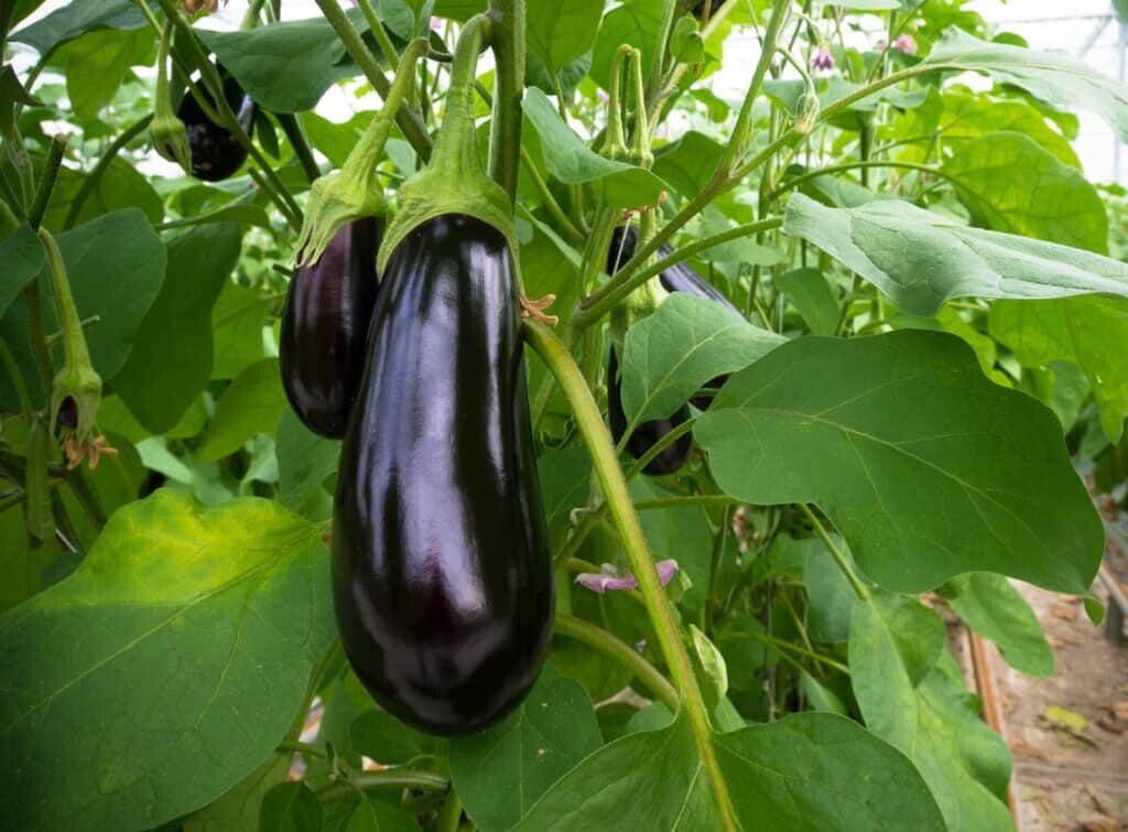 Eggplant Black Beauty/Organic Rosa Bianca/ Little Fingers eggplant/Patio Baby F1