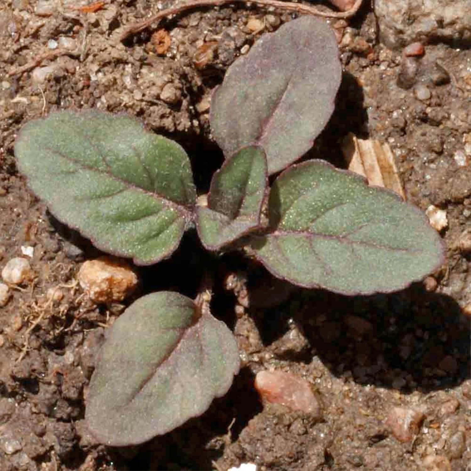 Lemon Mint Heirloom Seeds – Non-GMO, Medicinal & Culinary Herb ,500 Count