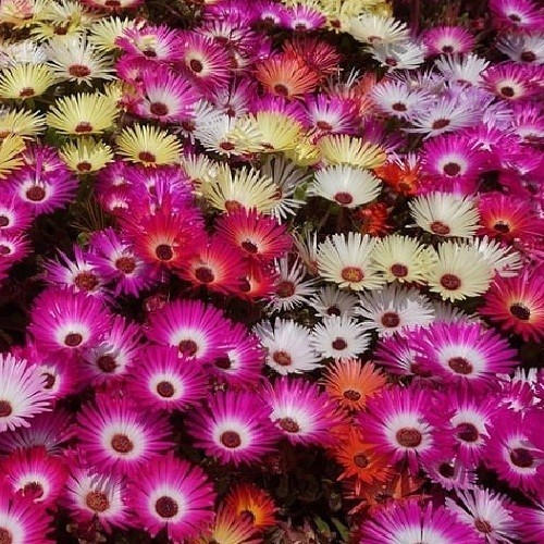 2,500+ Ice Plant Livingstone Daisy Organic Succulent Flower Seeds Mixed Colors