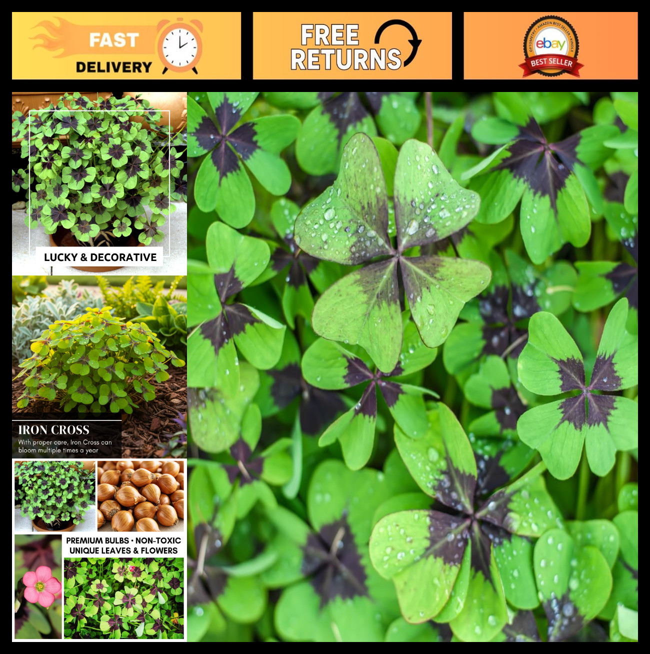 Fast Growing Iron Cross Shamrock Bulbs – Year Round Indoor/Outdoor Color (10 Bul