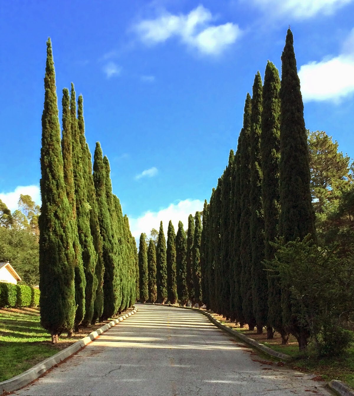Upright Italian Cypress | Premium Seeds | Cupressus sempervirens Stricta Plants’