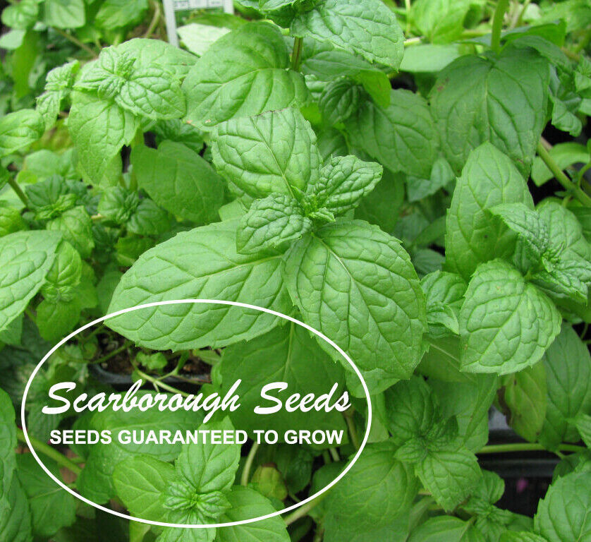 SCARBOROUGH SEEDS 500 Lemon Basil Herb Heirloom Seeds – Non-GMO