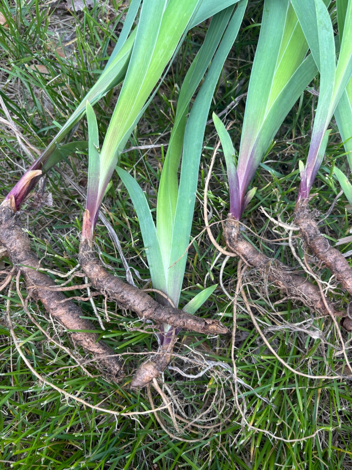 6 – MIXED white /purple COLORS BEARDED IRIS Bulbs/Rhizomes FRESH – Perennial