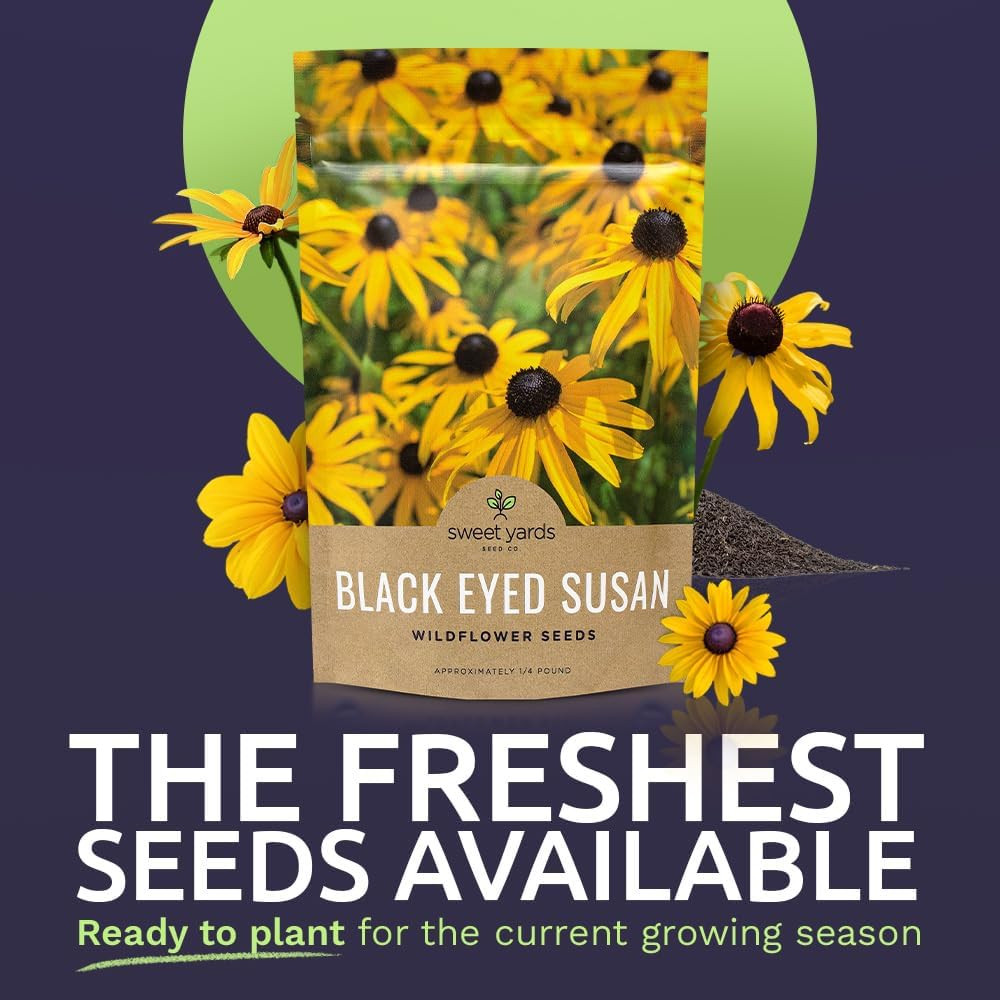 Black Eyed Susan – Bulk Quarter Pound Bag – over 400,000 Open Pollinated Non-Gm