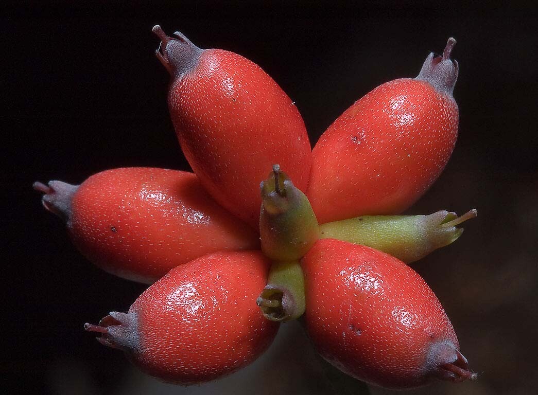 Red Flowering Dogwood, Cornus florida rubra, Tree Seeds (Showy Flowers, Hardy)